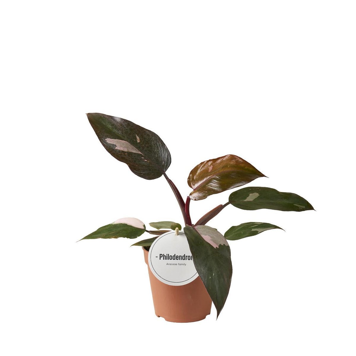 Kamerplant Philodendron Burgundy Princess Ø12cm ↕25cm