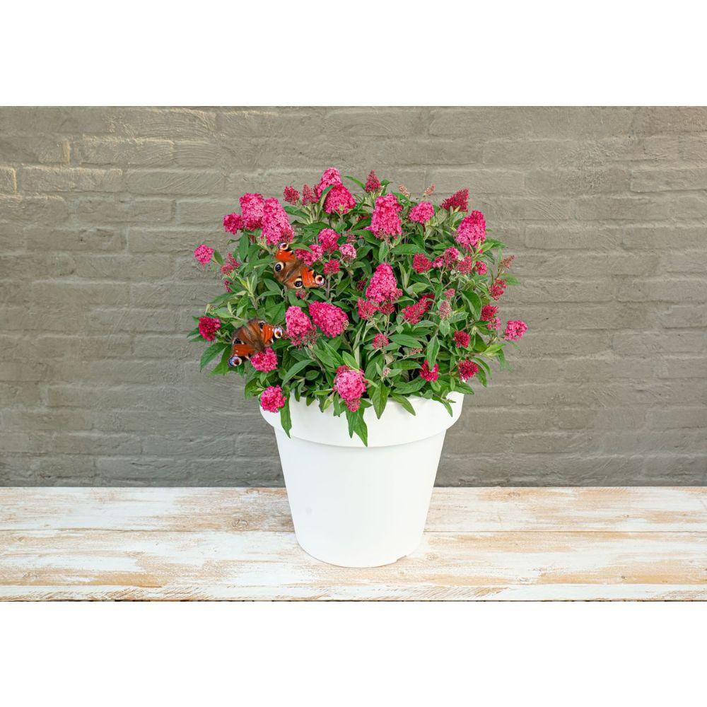 Buddleja Dav. 'Butterfly Candy Little Ruby' - Ø19cm - ↕25cm