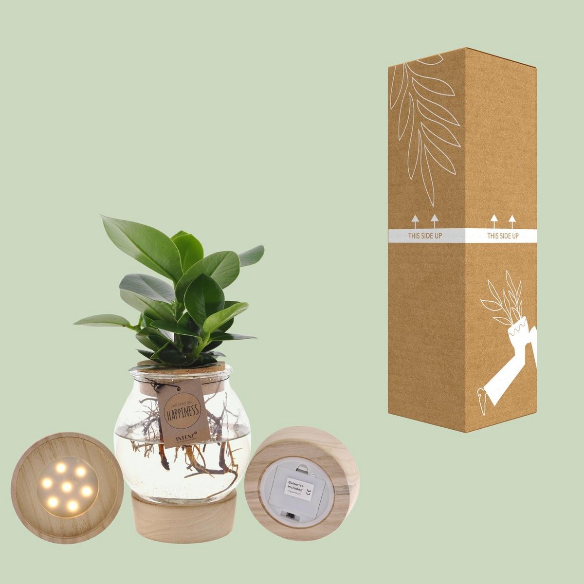 Clusia kamerplant in bolglas met LED