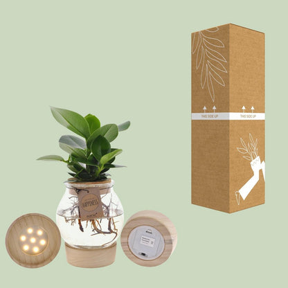 Clusia kamerplant in bolglas met LED