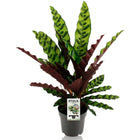 Calathea lancifolia remarkable - Ø14cm - ↕45cm
