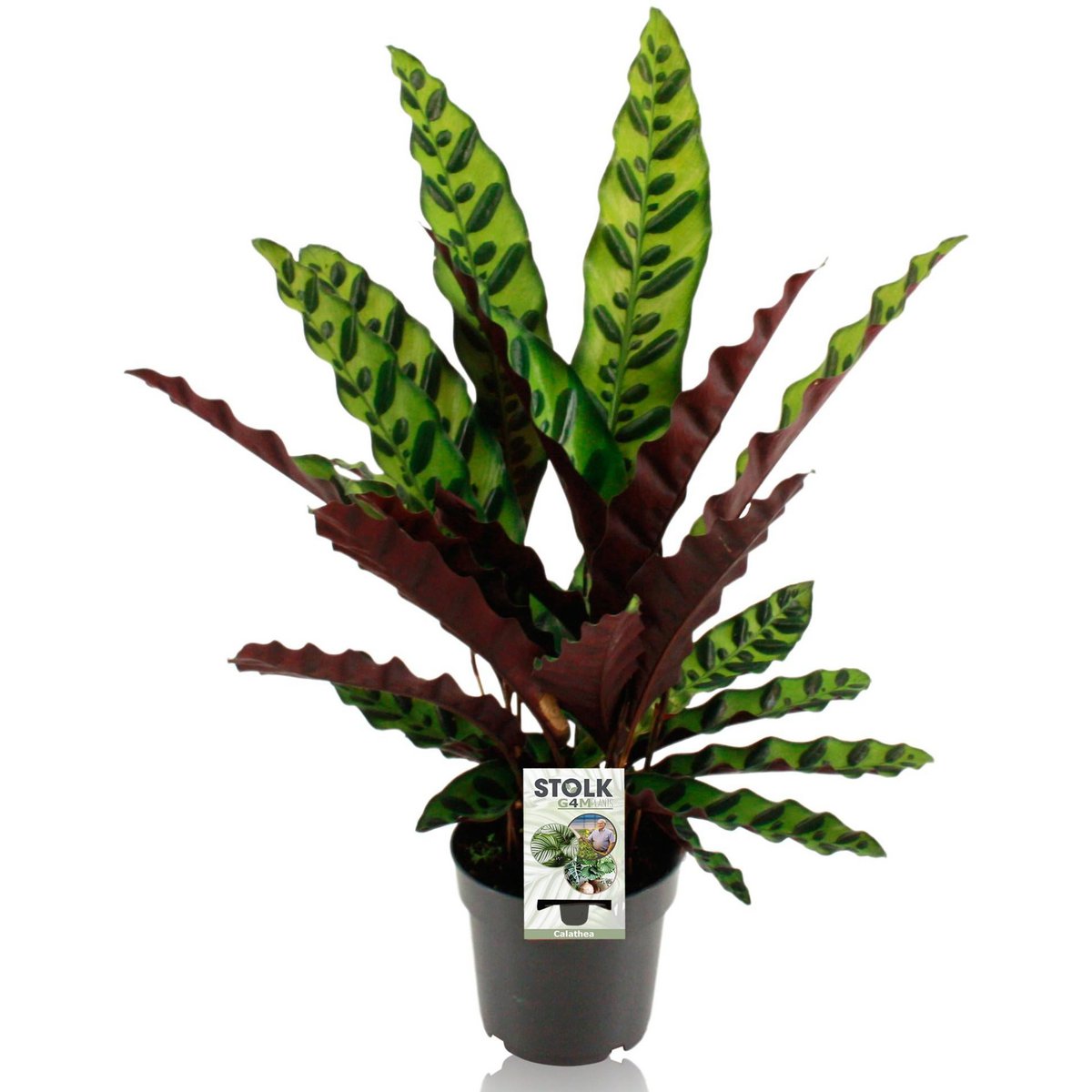 Calathea lancifolia remarkable - Ø14cm - ↕45cm