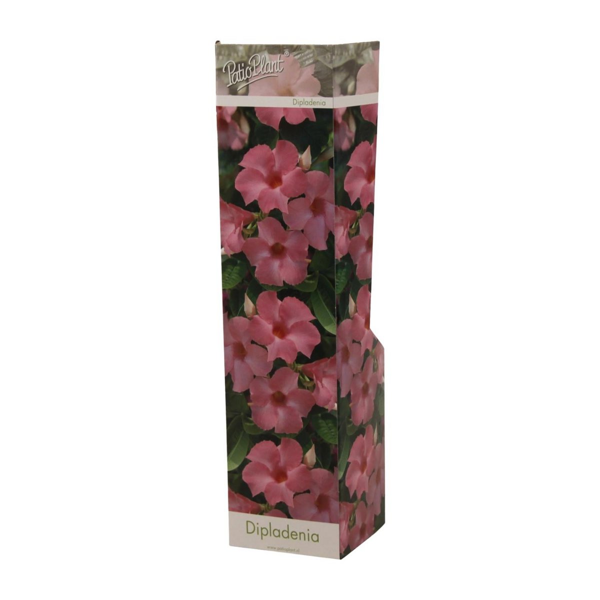Dipladenia Roze - Ø10,5 cm - ↕30cm