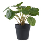 Kunstplant Pelia groen 28x28x28 cm