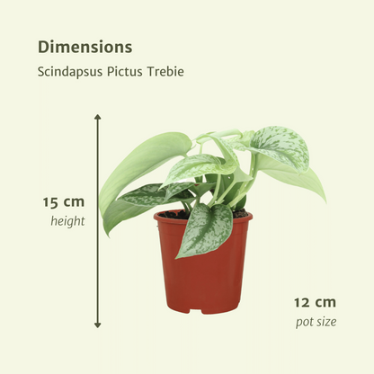 Scindapsus pictus trebie 2 stuks Ø12cm ↕15cm