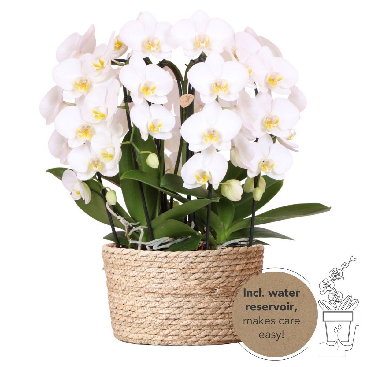 Witte Orchideeën Boeket met 3 Gebogen Bloemen en Waterreservoir