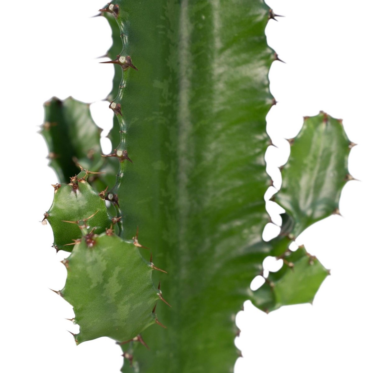 Cactus Euphorbia Acrurensis Ø17cm 50cm