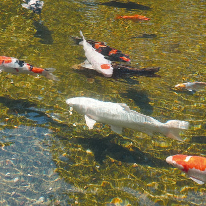 Ubbink Algclear Uv-C Unit 2500 1355130 5 w