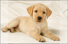 Bureauonderlegger 38x58 cm PP Labrador wit