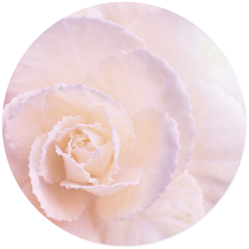 Wall circle soft flower pastel