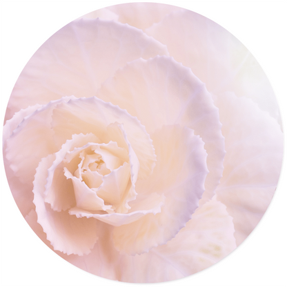 Wall circle soft flower pastel