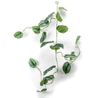 Emerald Kunstplantslinger Scindapsus Pictus 20 Cm scindapsus pictus garland