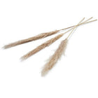 Pampas kunstbloem set 3 stuks 150 cm naturel
