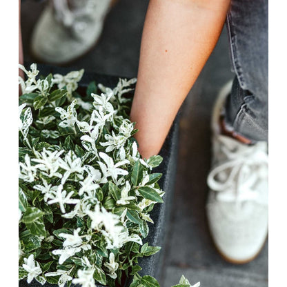 Capi Plantenbak Nature Rib Vierkant Kblr902 Zwart 30 x 30 cm