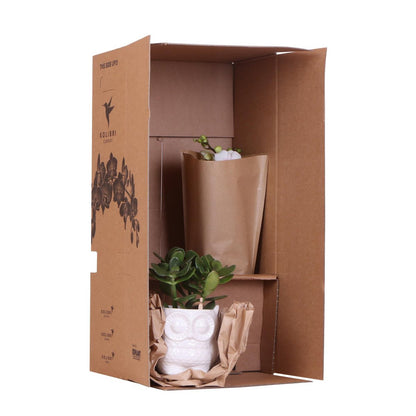 Plantenset met Roze Orchidee, Succulent, Vintage Witte Potten en Bamboe Dienblad