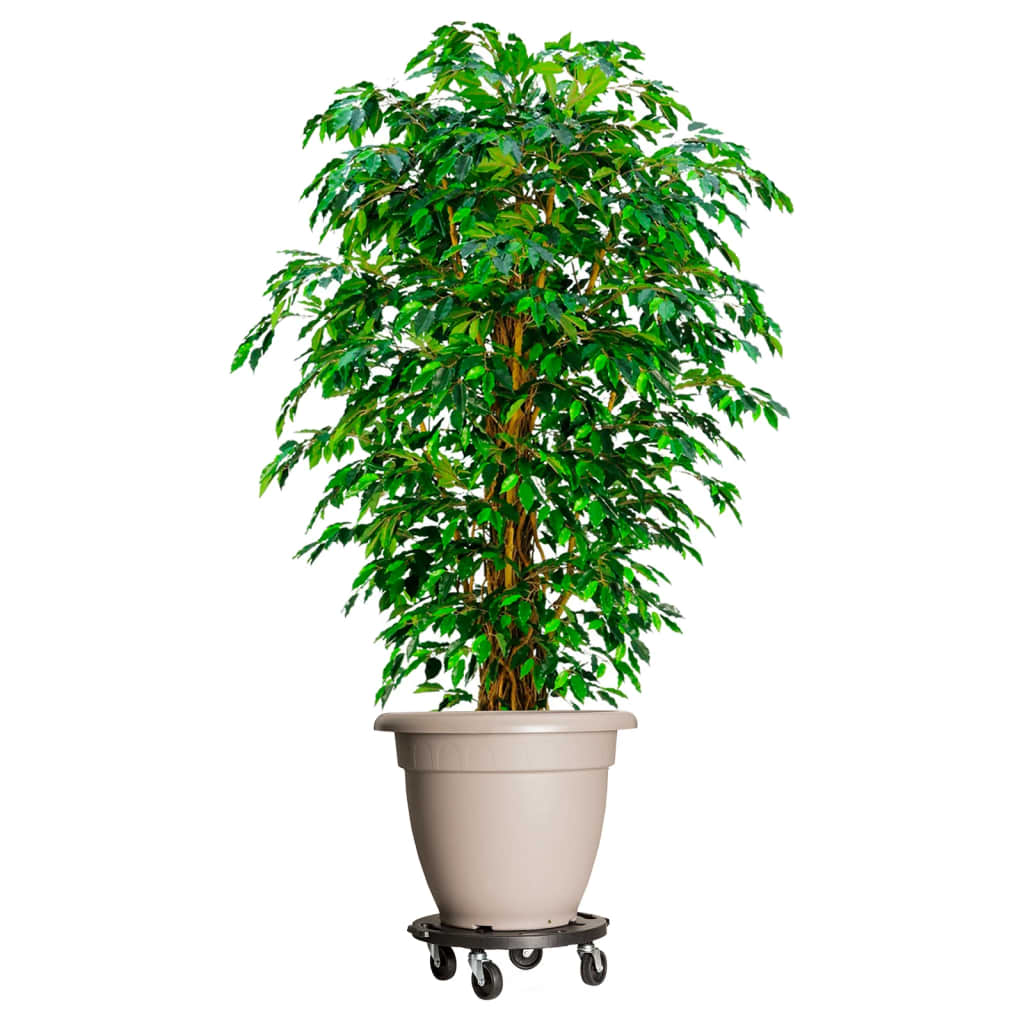Plantentrolleys Met Wielen 5 St 275 Kg Diameter 40 Cm Zwart 5