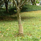 Jute roll 200 gsm 0.25x15 m 100% jute