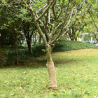 Jute roll 200 g/m² 0.5x10 m 100% jute