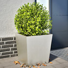 Planters 2 pc. 50x50x50 cm stainless steel