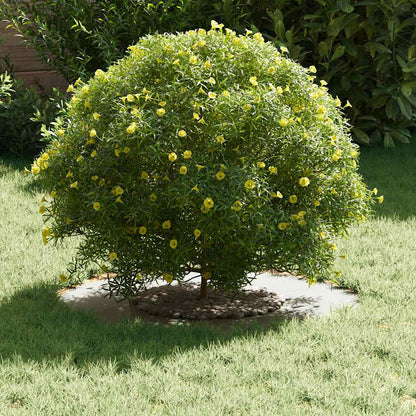 geschikt voor platte boomringen 5 pcs Wit Ø30 / 60 cm Staal