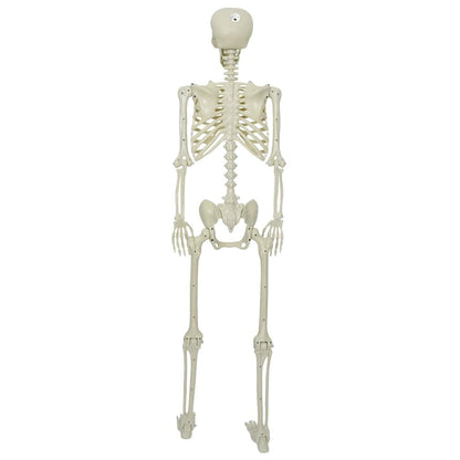 Halloween Skelet Wit 155 x 38.5 cm Kunststof