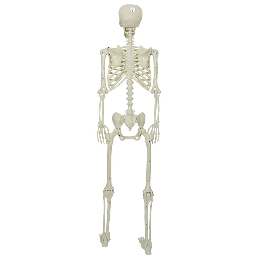 Halloween Skelet Wit 155 x 38.5 cm Kunststof