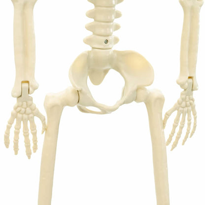 Halloween Skelet 2 pcs Wit 85 cm PVC