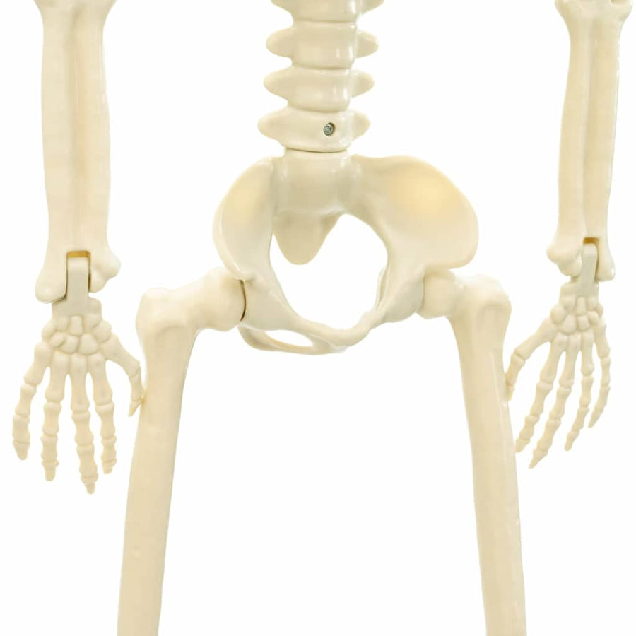 Halloween Skelet 2 pcs Wit 85 cm PVC