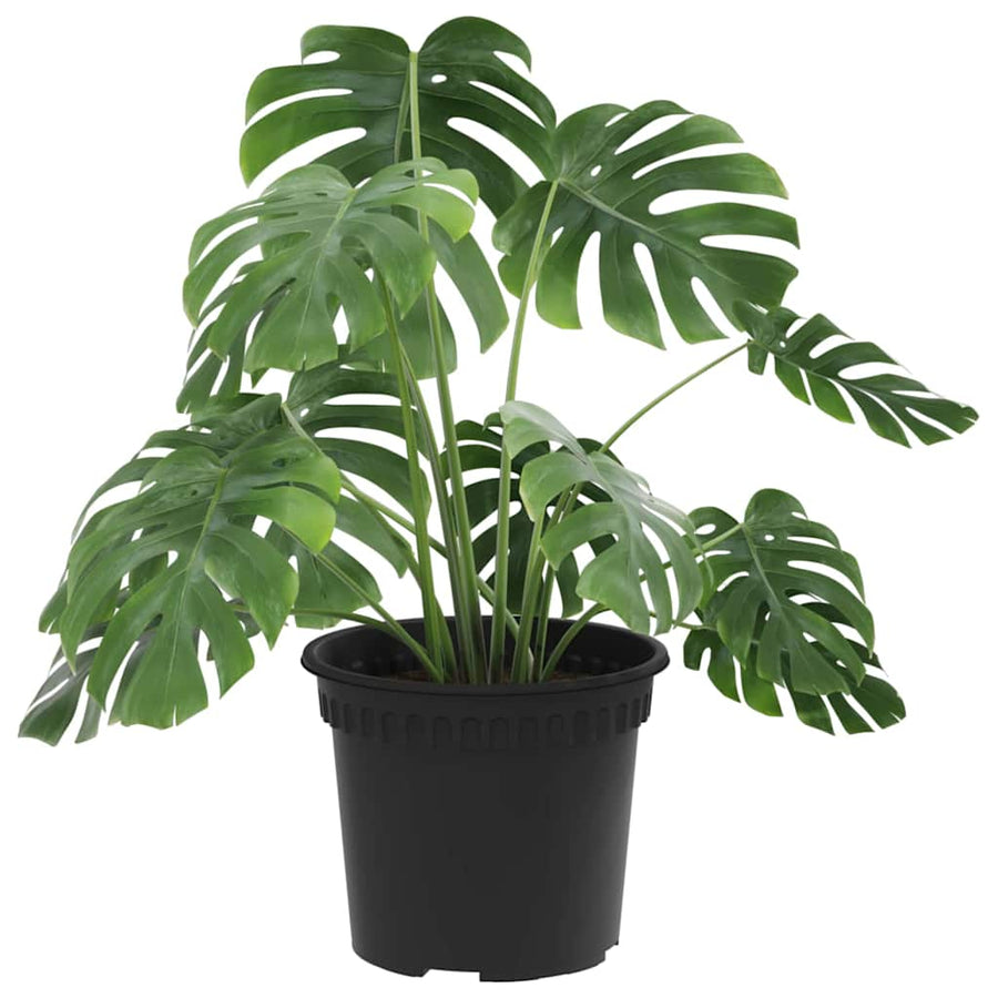 Ronde Bloempot 24 pcs Zwart Ø 12,5 x 10 cm Kunststof