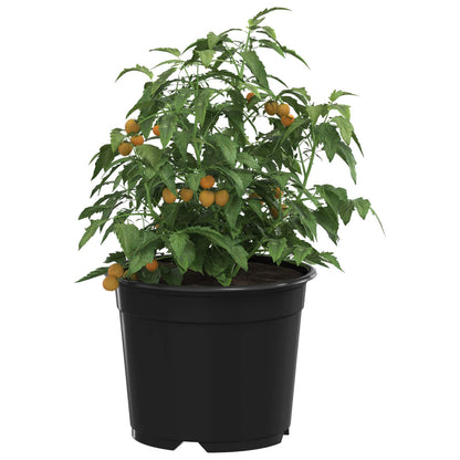 Bloempot 50 pcs Zwart Ø 15 x 12.5 cm Kunststof