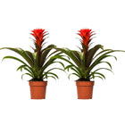 Guzmania Hope set 2 stuks Ø12cm ↕40cm rood groen