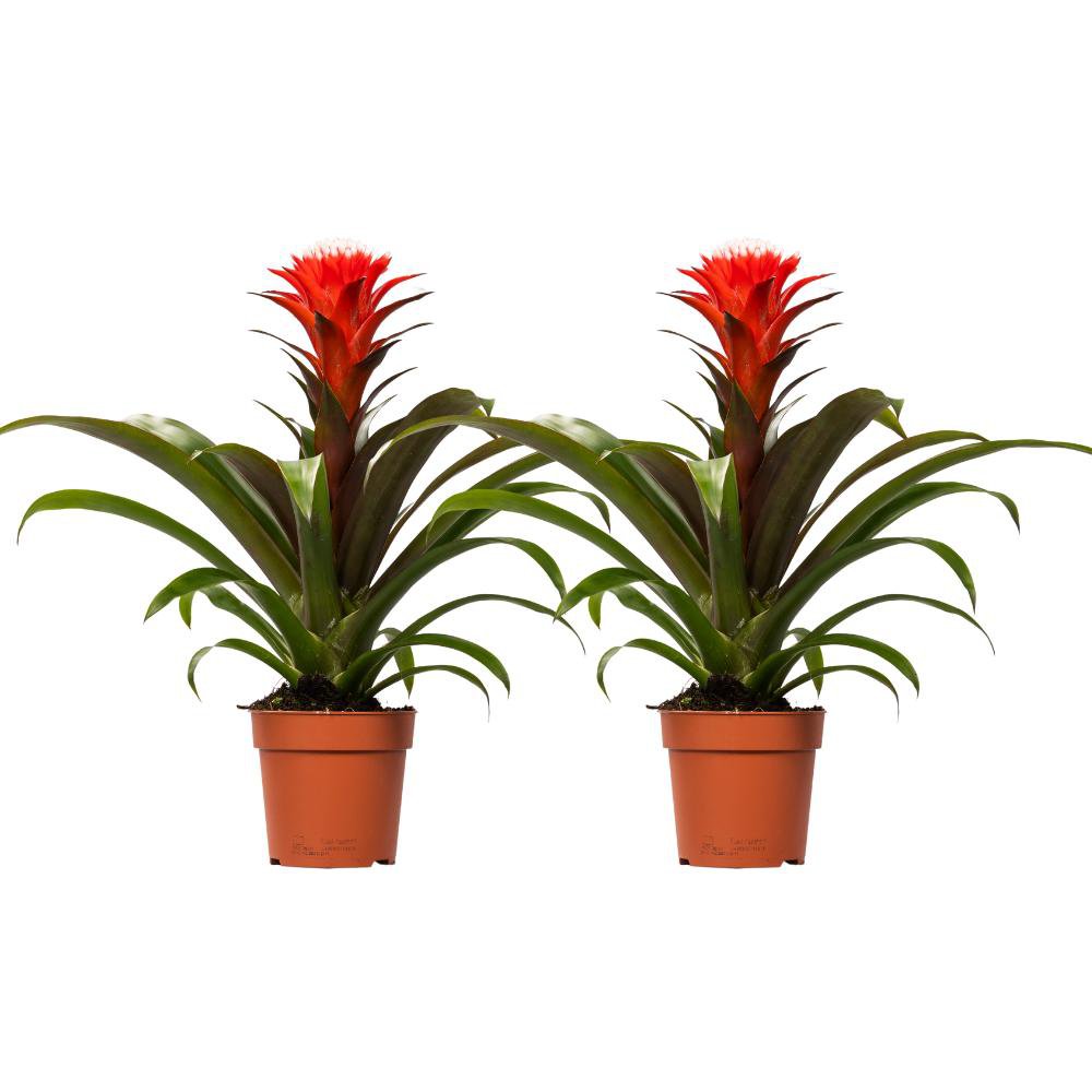 Guzmania Hope set 2 stuks Ø12cm ↕40cm rood groen