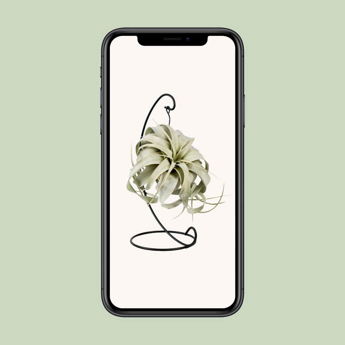 Luchtplant Tillandsia King Xero Ø12cm ↕23cm