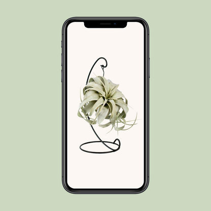 Luchtplant Tillandsia King Xero Ø12cm ↕23cm