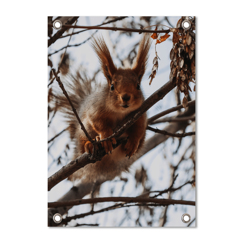 Garden poster squirrel