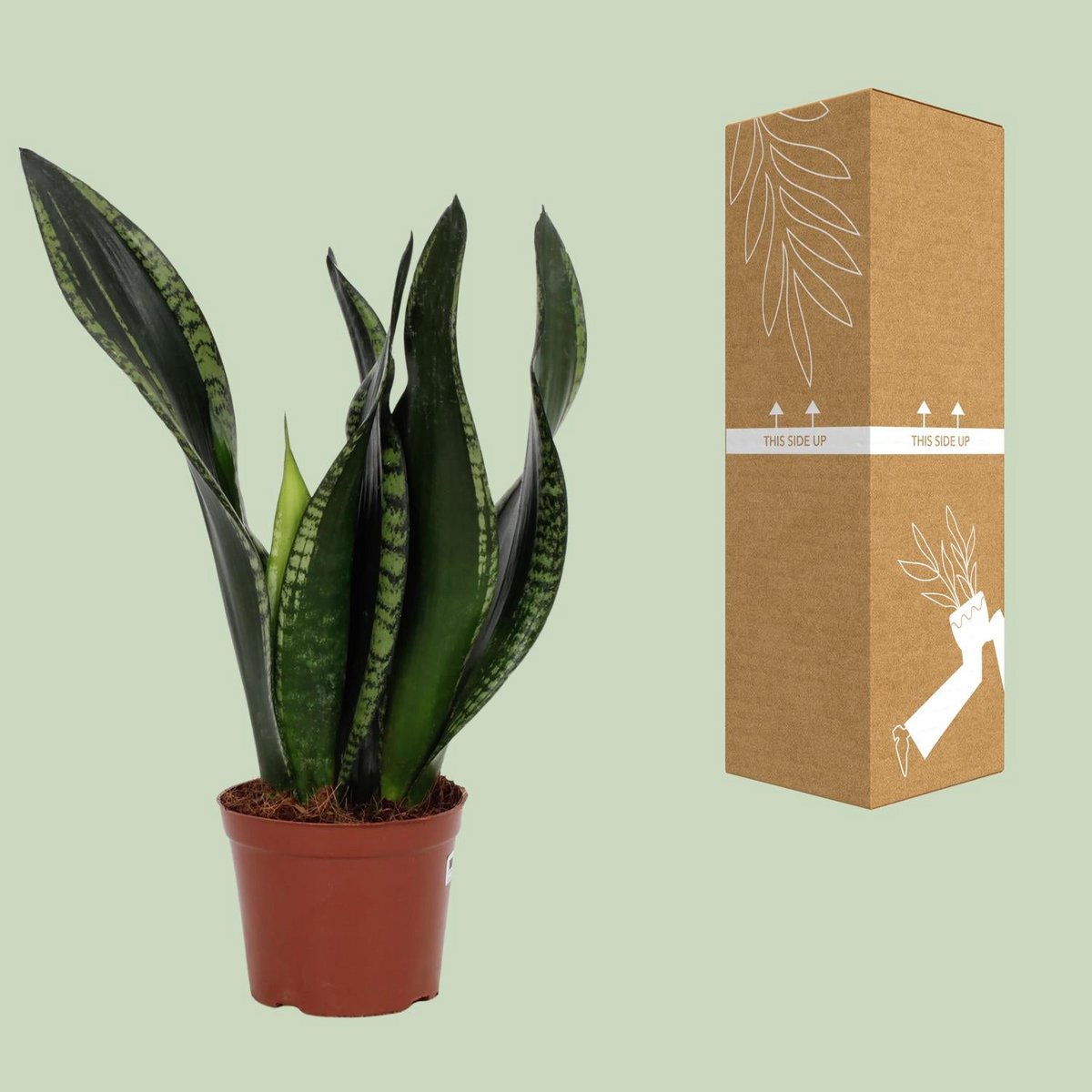 Sansevieria Whitey 12 cm - Ø12cm - ↕27cm