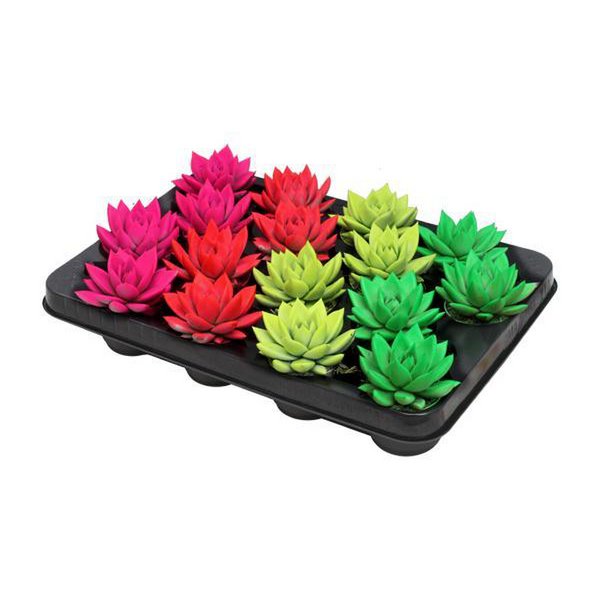 Echeveria Gekleurd Neon Mix - 16 stuks - Ø6cm - ↕8cm