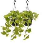 Kamerplant Epipremnum Golden Pothos 2 stuks Ø15cm