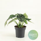 Kamerplant Alocasia Dragon Scale Ø14cm 25cm
