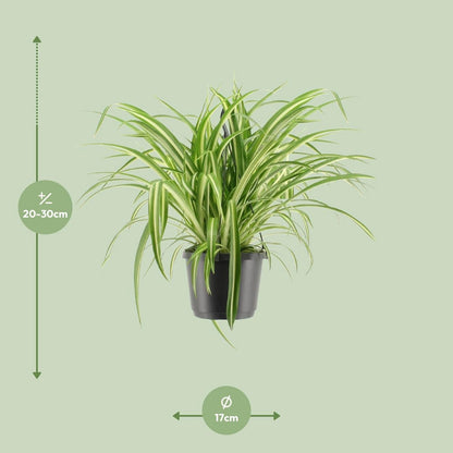 Spinnenplant Chlorophytum comosum variegatum 30 cm