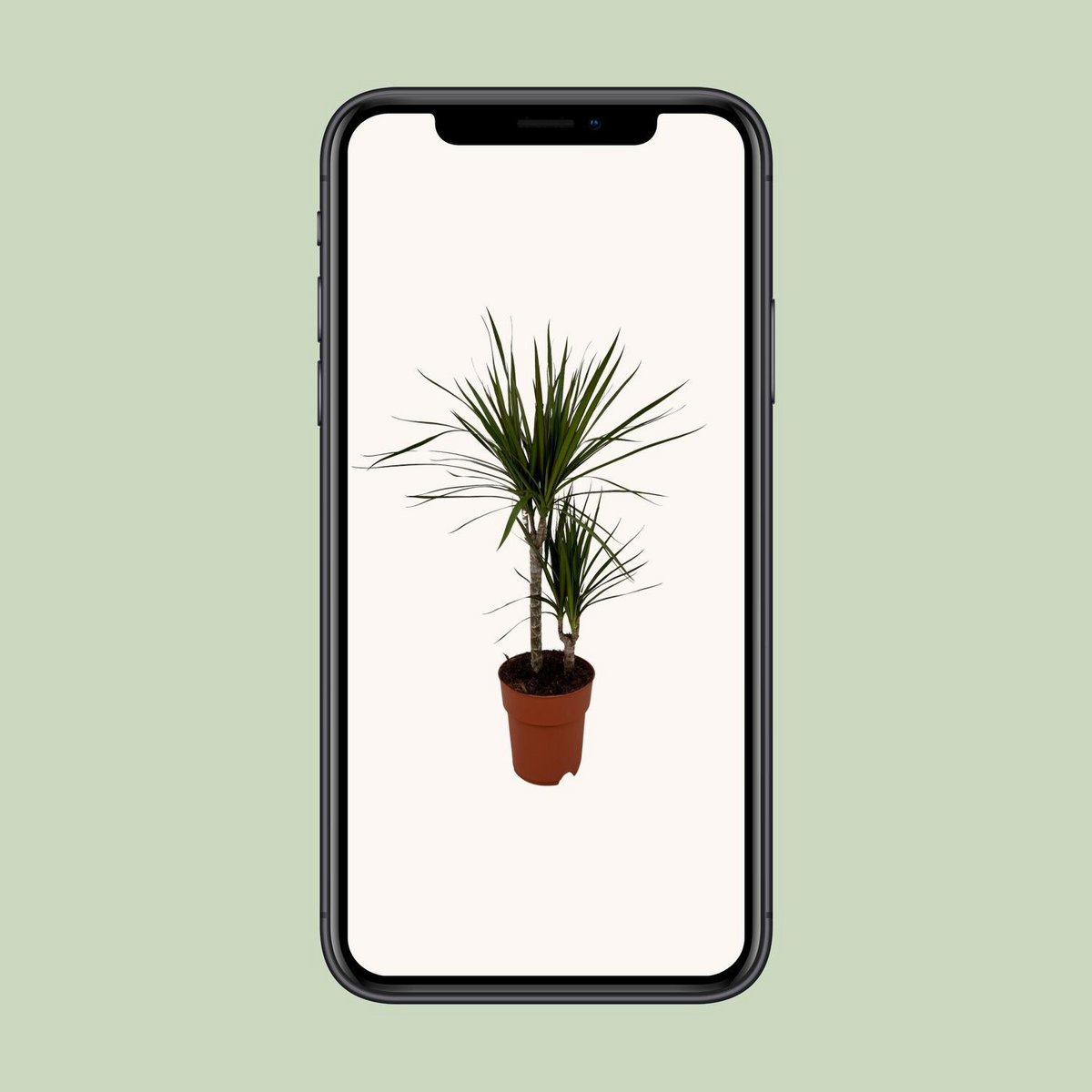 Dracaena margina bicolor - Ø19cm - ↕70cm