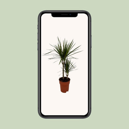 Dracaena margina bicolor - Ø19cm - ↕70cm