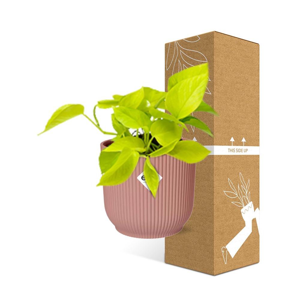 Kamerplant Epipremnum Golden Pothos in Elho pot roze 14cm
