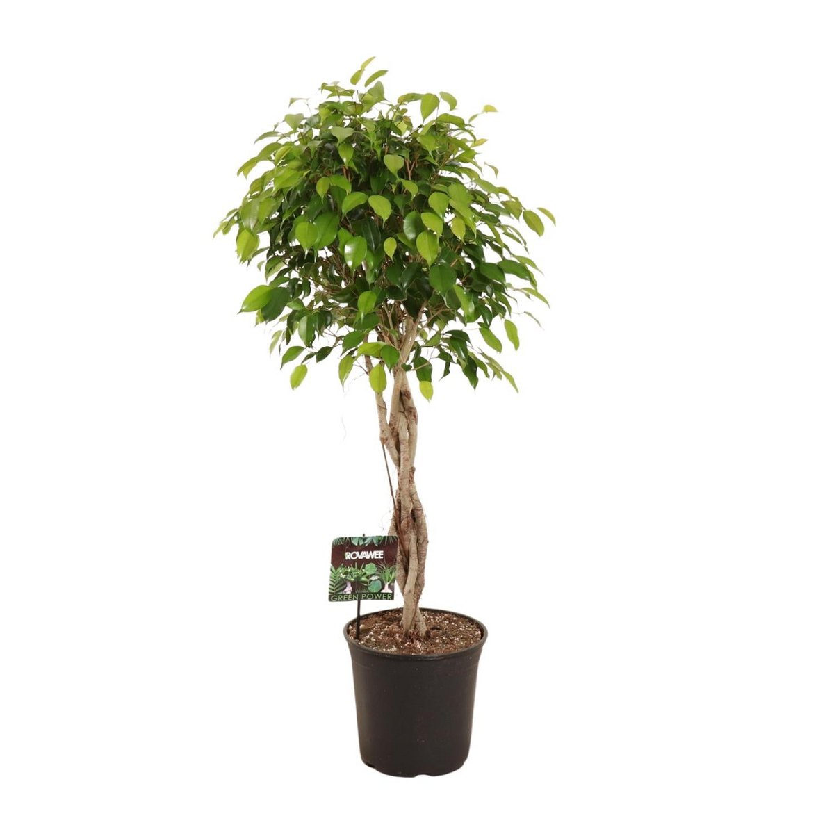 Kamerplant Ficus Benjamina Exotica gevlochten stam 120 cm