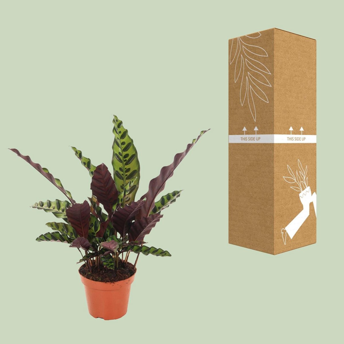 Calathea gemarkeerd - Ø12cm - ↕50 cm