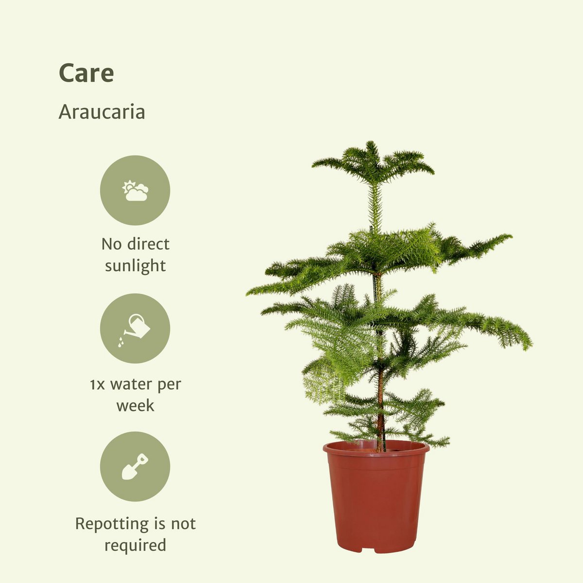 Kamerden Araucaria Ø21cm 70cm