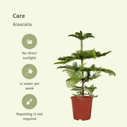 Kamerden Araucaria Ø21cm 70cm