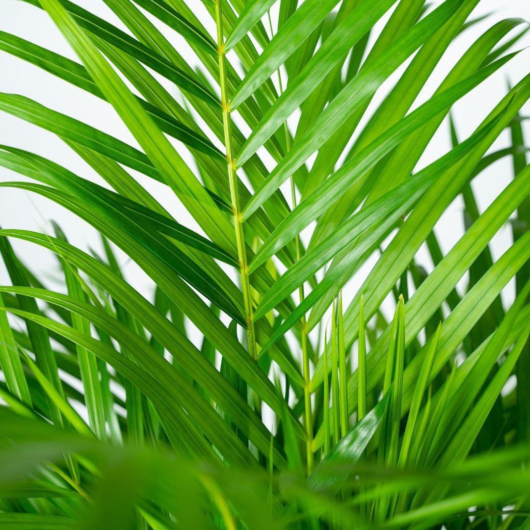 Kamerplant Areca Palm Ø21x110 cm