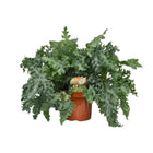 Phlebodium Davana plant Ø26cm ↕60cm
