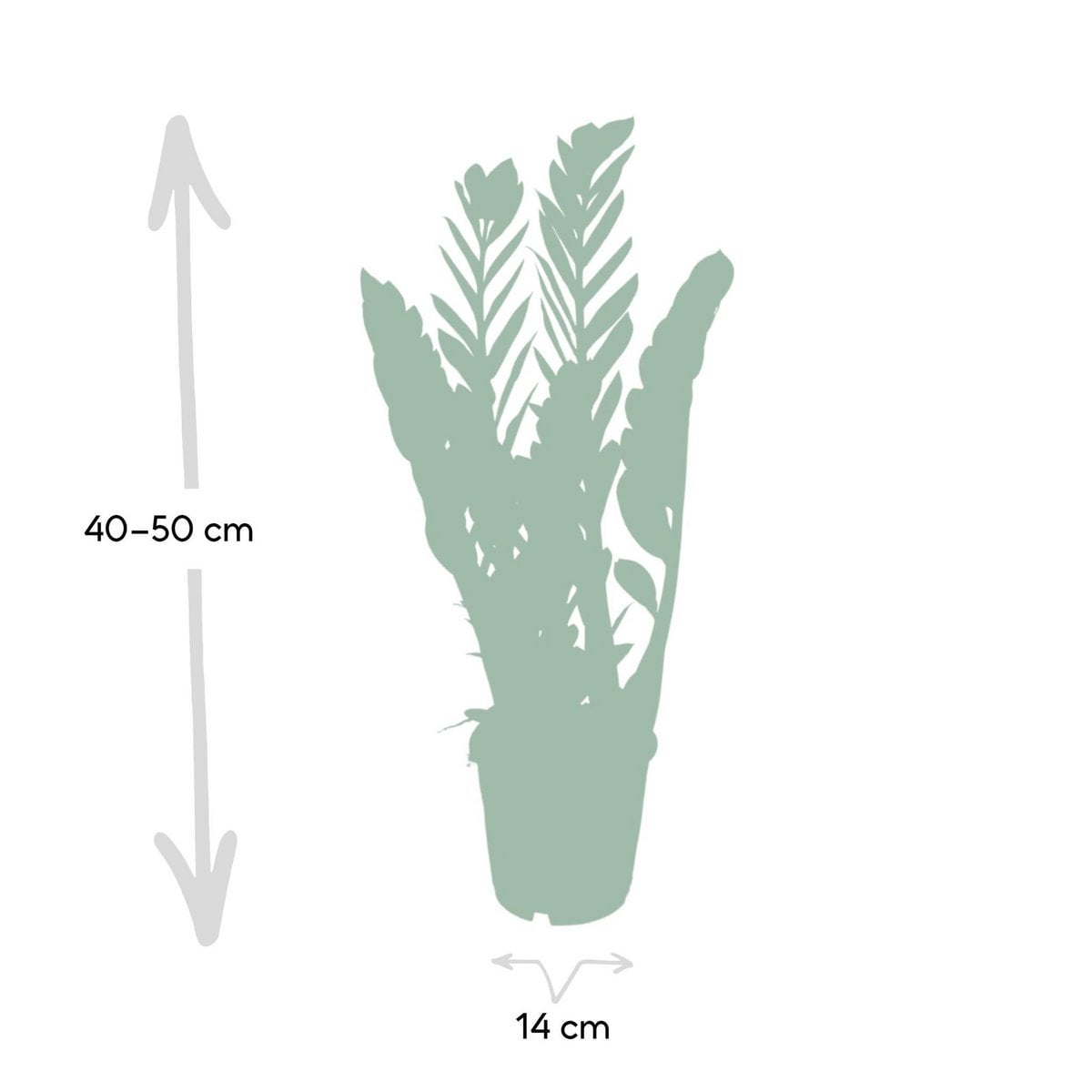 Zamioculcas Zamiifolia kamerplant Ø14cm ↕50cm
